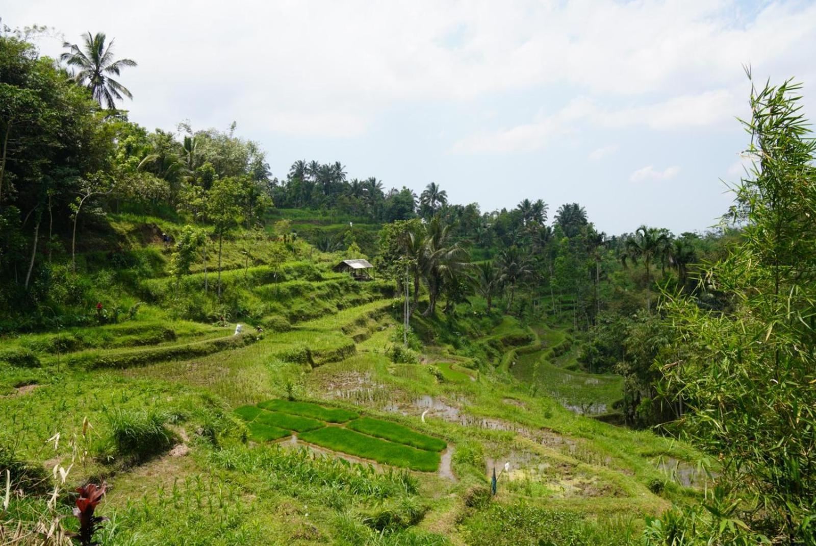 Tetebatu Indah Homestay Extérieur photo